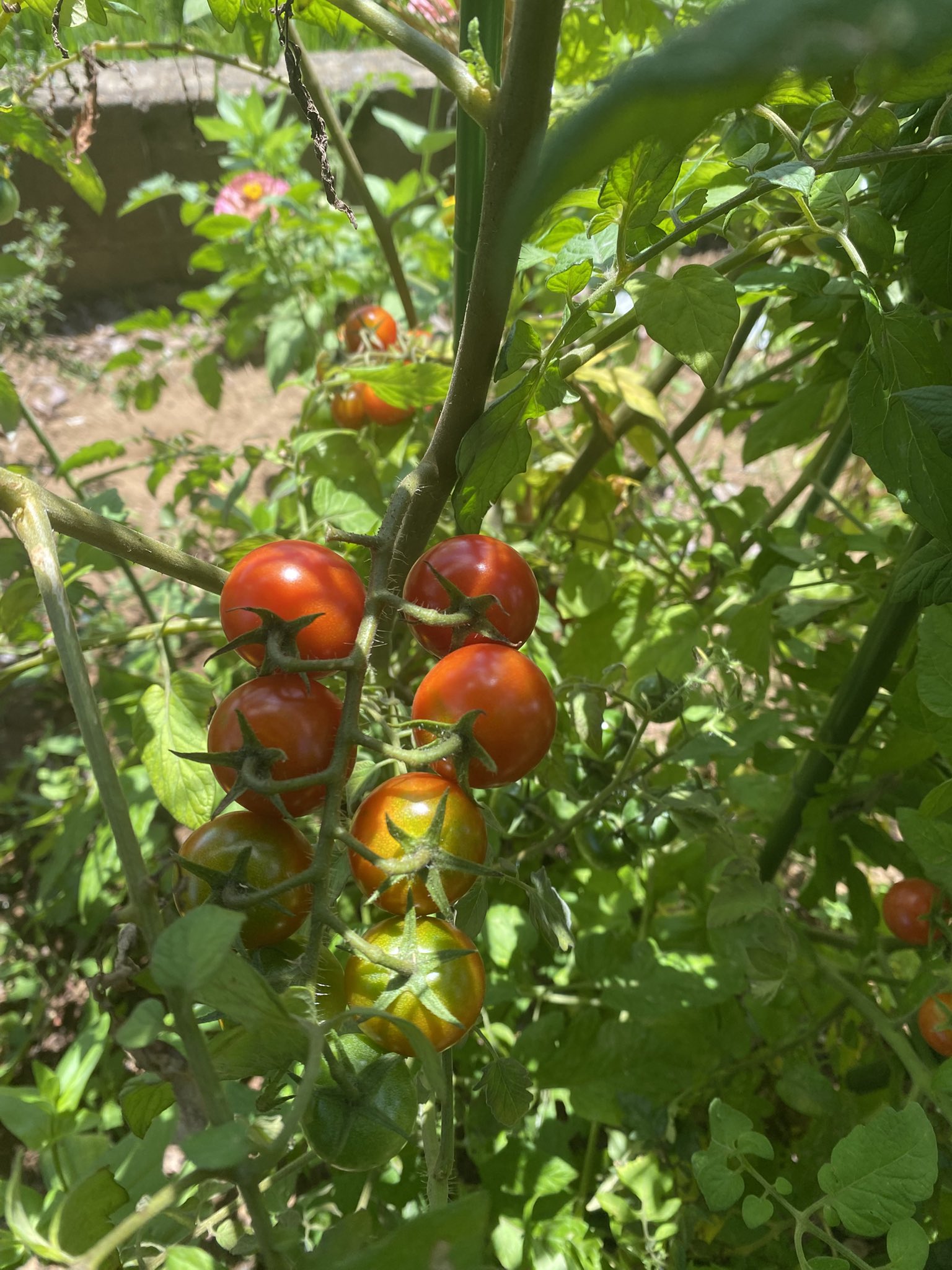 トマトになります。 How to grow cherry tomatoes] Things you should do when the