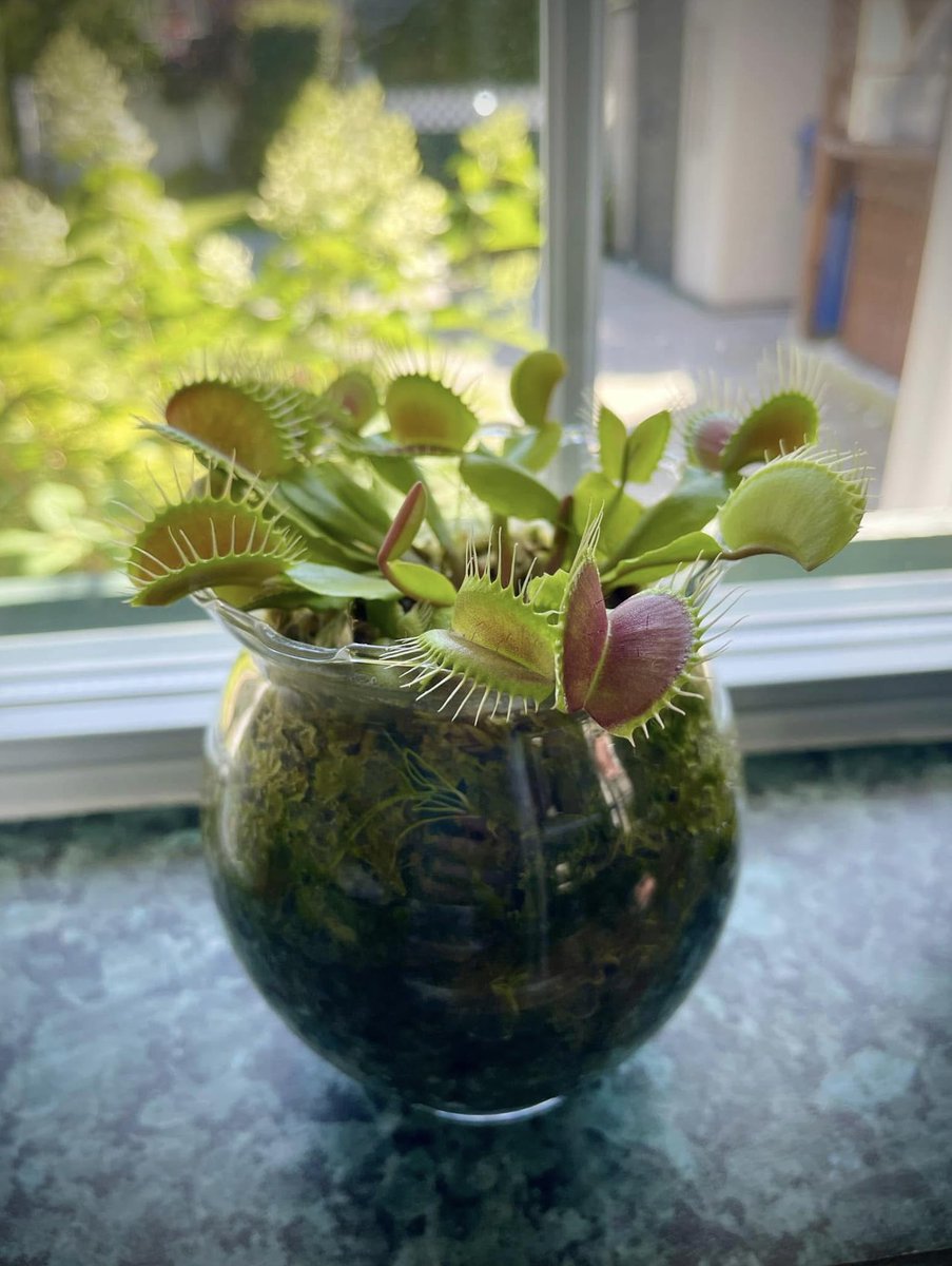 Julioqc's tweet image. Una PLANTA CARNÍVORA. Se alimenta de insectos, le encantan las Moscas.