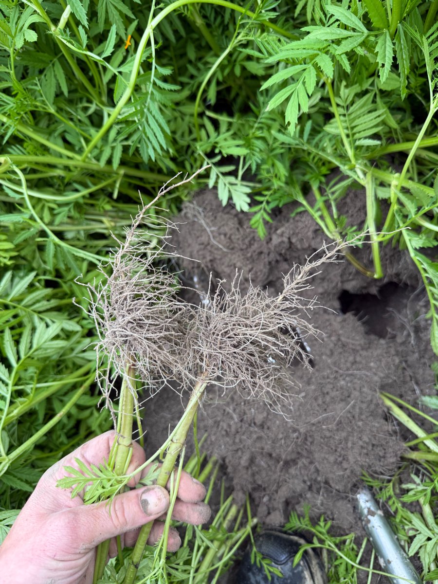 Wat nieuws proberen: Tagetes. Staat er mooi op. Vergroening en aaltjesbestrijding