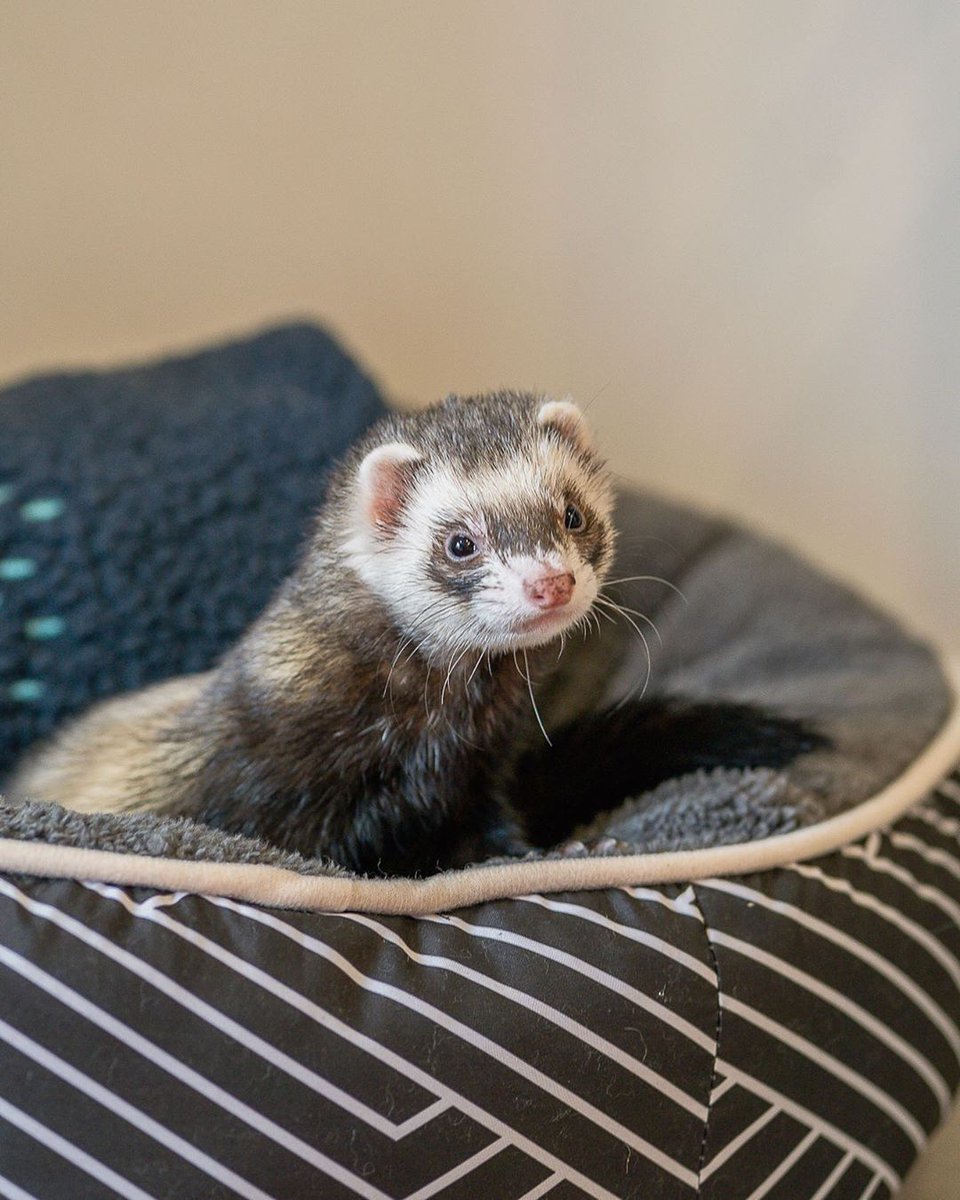 FerretPerHour's tweet image. 