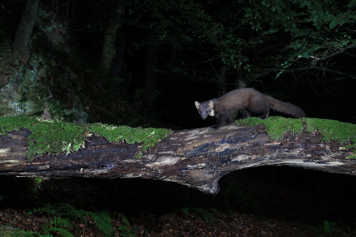 Damp Pine Marten