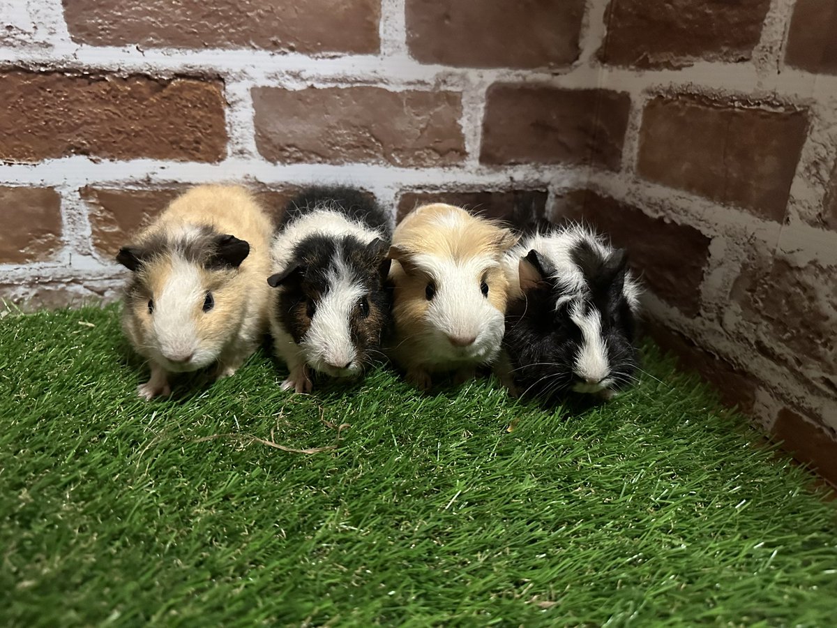 明日のレプタイルエキスポへ✨
モルちゃん連れて行きます🫡

国内繁殖
クレステッド　1匹
アビシニアン　1匹
テディ　　　　1匹

#モルモット 
#クレステッドモルモット 
#アビシニアンモルモット
 #テディモルモット