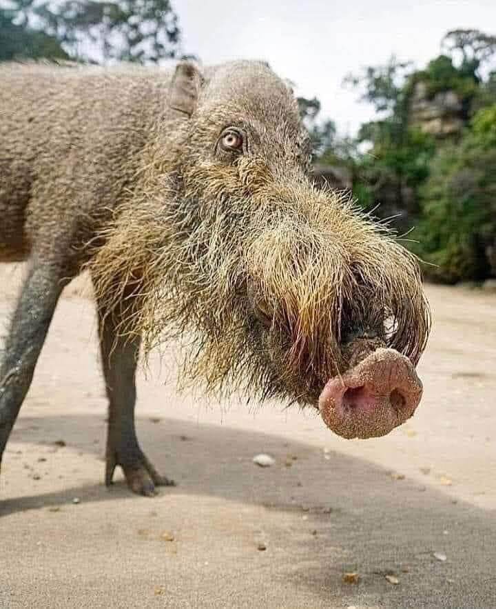 BigBangSciCom's tweet image. Un sanglier à barbe de Bornéo !
Source :
reddit.com/r/aww/comments…
#wildlife #animals #naturelovers #animaux #science #wildlife #nature #biologie #biology #SVT