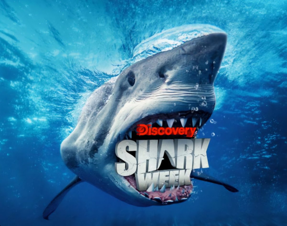 ProudAFAmerican's tweet image. I don't know about anyone else, but when I hear Shark Week, the first thing I think of is Stormy Daniels' affair with trump.
Trump ruins everything. 
#SharkWeek 
#TrumpIsUnfitForOffice 

#DemVoice1 #wtpBlueResists #DemsUnited