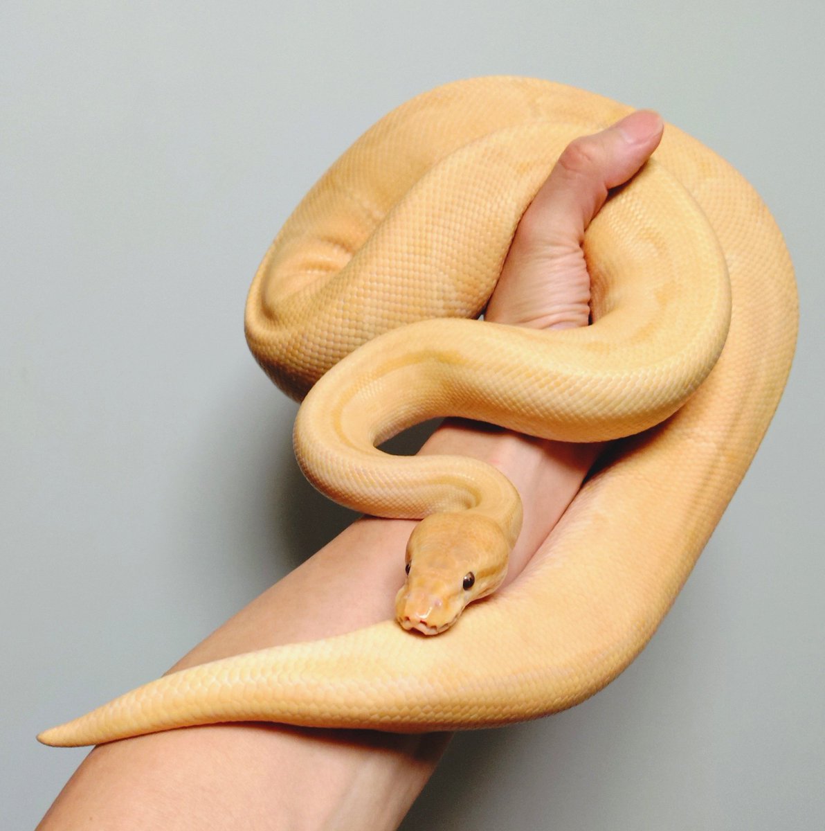 wanted_to_pet's tweet image. 今夜のメンテはロゼ🐍
ガラスの扉が💩まみれの大惨事💦
本人も温浴してキレイサッパリ😊
#ボールパイソン
ラベンダーピンストライプ