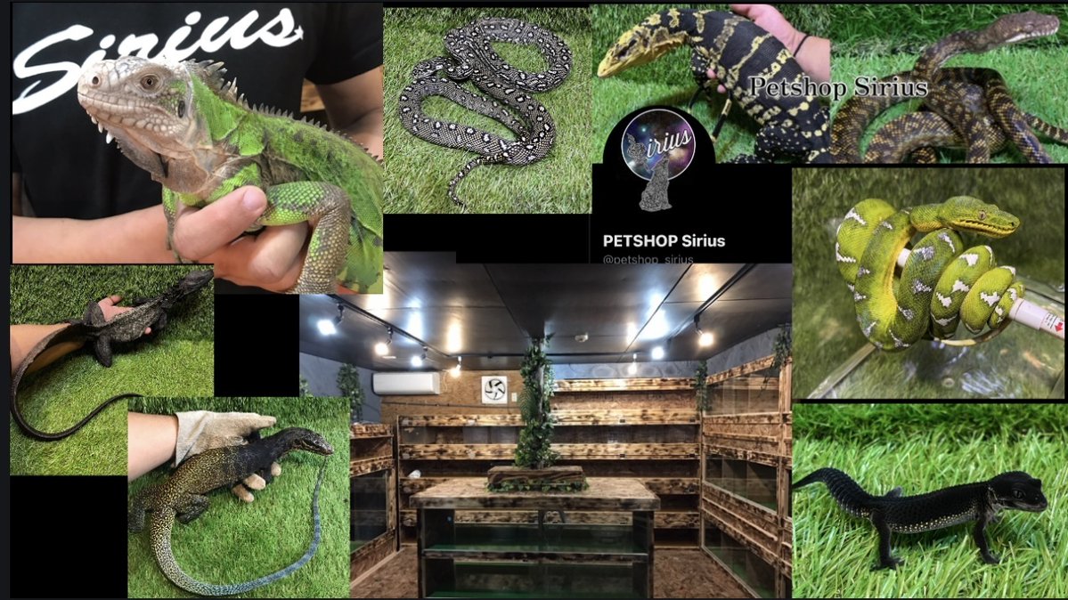 exoticreptilexp's tweet image. ☆7/27(日)に開催されるEXPO東京浅草がいよいよ明日開催されます!!!
Petshop Sirius (ペットショップシリウス)さんを紹介致します♪
神奈川県の爬虫類ショップで大型爬虫類や珍しい爬虫... 詳しくは 2su.jp/0UV3
