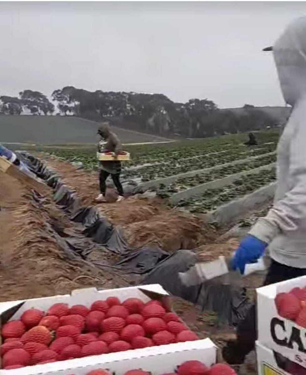 UFWupdates's tweet photo. "Raul's" been working CA Central Coast strawberries for 12 yrs. "I work piece rate. I just dropped off a box and need to rush back to the field to pick more. It's important to move fast as I get paid by the box. It's tiring work bending down cutting strawberries." #WeFeedYou https://t.co/60fS2z3uyT