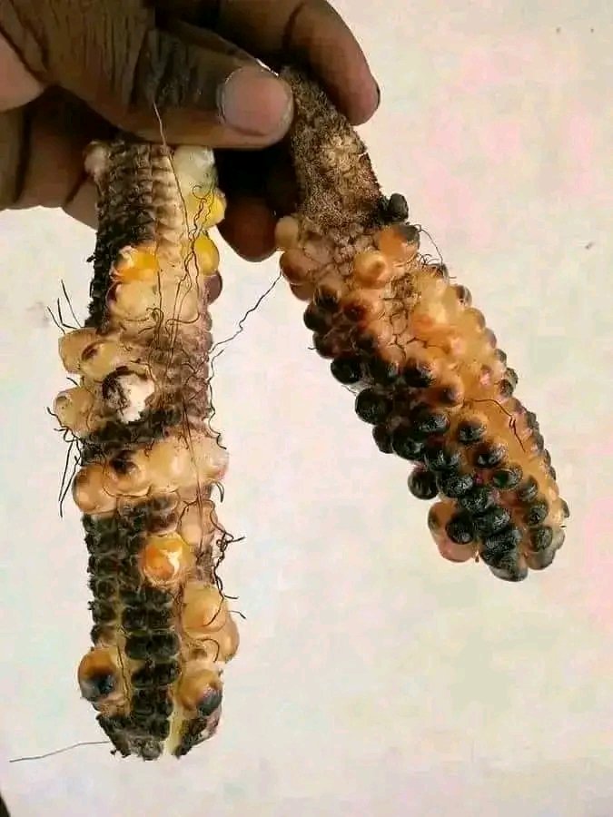 kiprop_haron's tweet image. Ile utamu hukua apa acha tu