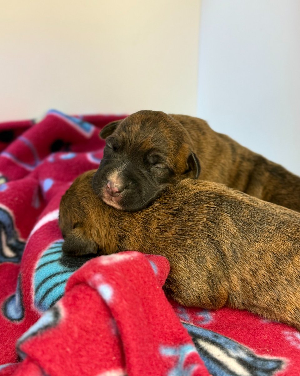 YourSPCA's tweet image. Join us for Paws in the Park presented by Keller Technology Corporation, on Sept. 27 at Knox Farm & help the SPCA provide care, shelter, and second chances to animals who are most at risk.
Your registration directly supports animals in need! Sign up at YourSPCA.org/PITP25.
