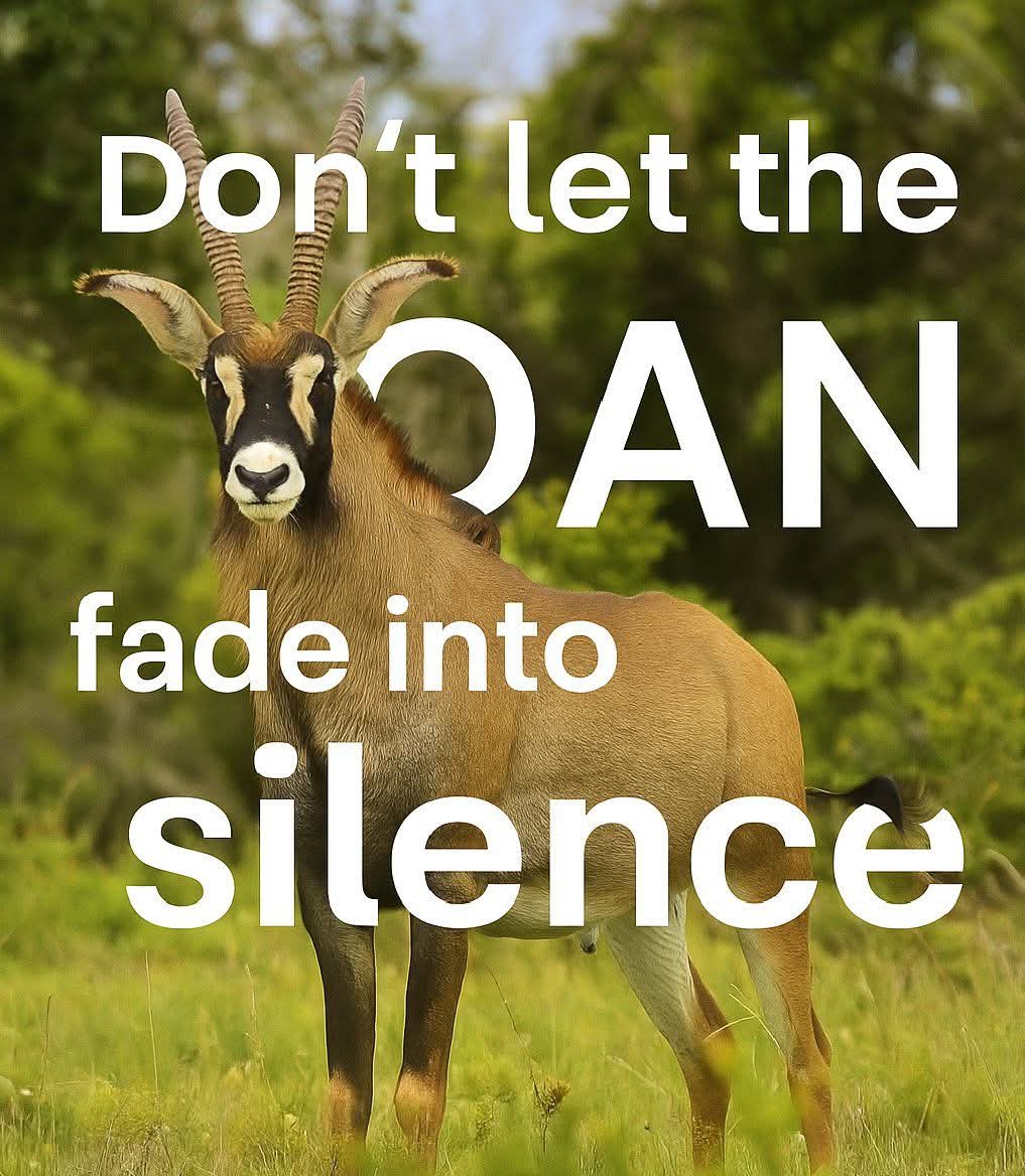 JD Orengo Mtetezi tweet media