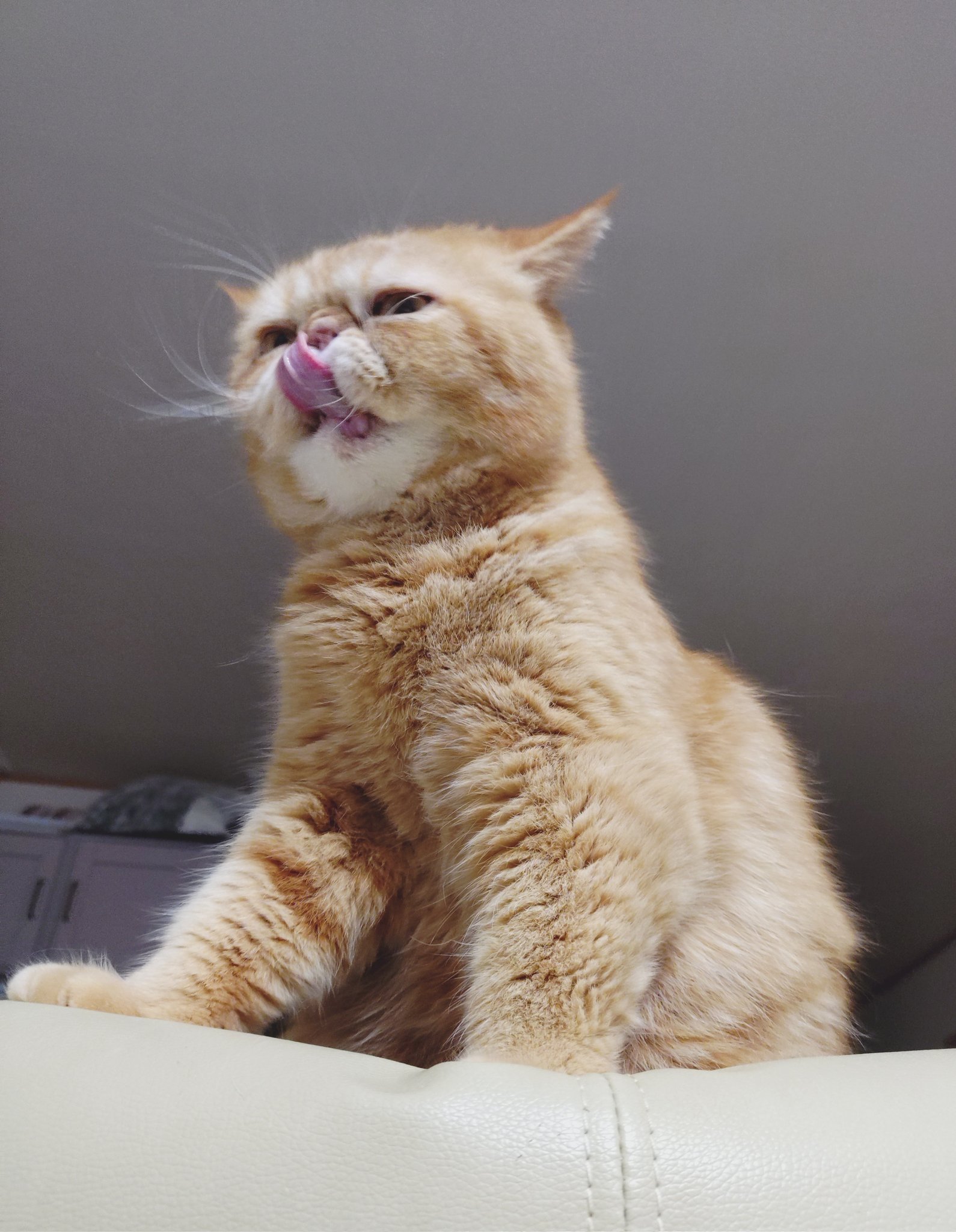 猫にゃん on X: 