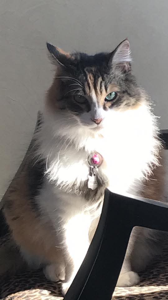 luzelenachavez8's tweet image. De nuevo una caricia para su alma: Mili y Lucas.
Los adopté en diferentes circunstancias, a ella, mi gatita, la echaron de bb a una coladera; él, es sobreviviente de Pericopa.
Mi gatita y mi hermoso pastor inglés ya partieron, sin embargo, su inmenso amor es alimento espiritual.