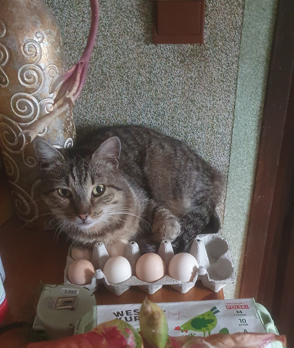 WiktorM15's tweet image. Jak nie ma pod ręką kwoki, to trzeba sobie radzić inaczej