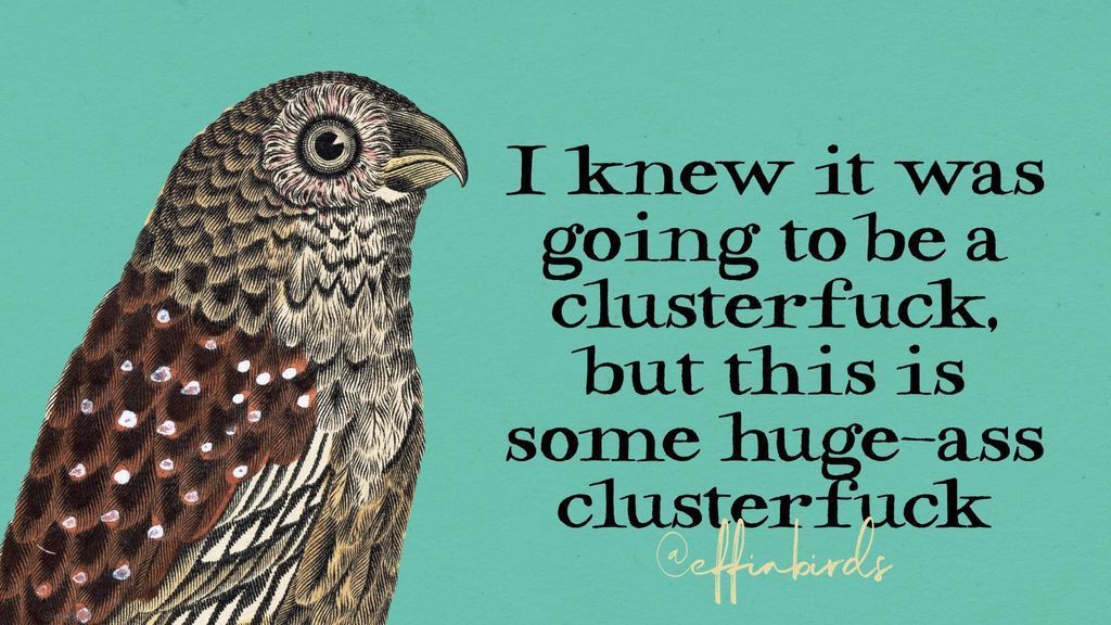 Effin' Birds (@effinbirds) on Twitter photo 