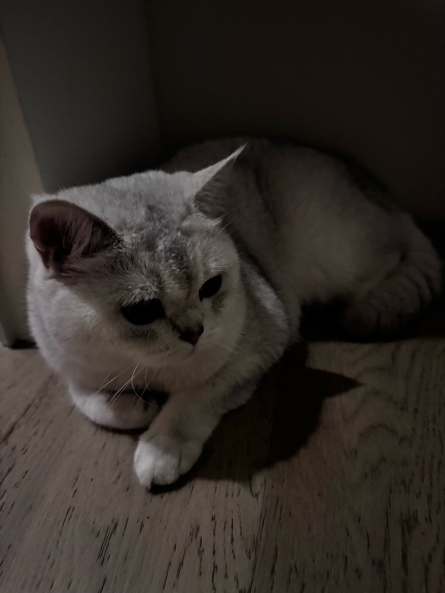taemcatboy's tweet image. [🐬💬] 260725

🐈☁️🐾🍞🐈‍⬛
