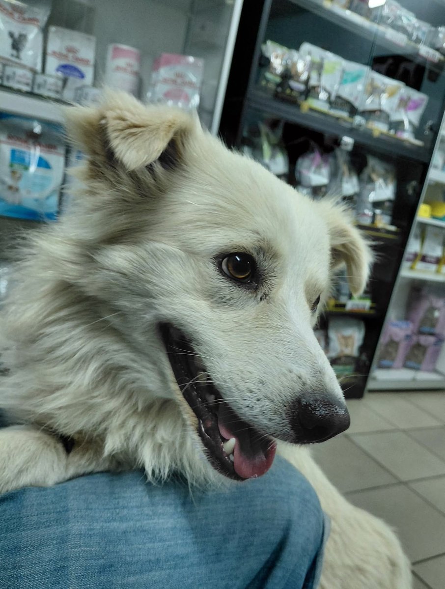 papasobaka's tweet image. I promise to appear on Twitter more often. In the meantime, I saved little Archie. The dog was found on the street after a rocket hit his house. A woman died in this house. There is a chance that he is left alone.