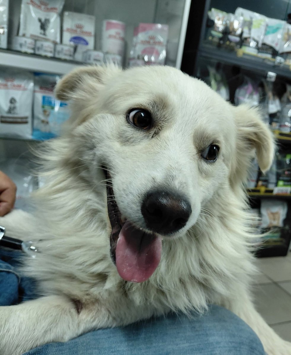 papasobaka's tweet image. I promise to appear on Twitter more often. In the meantime, I saved little Archie. The dog was found on the street after a rocket hit his house. A woman died in this house. There is a chance that he is left alone.