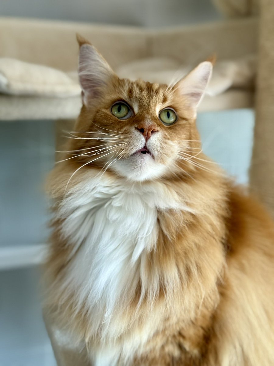 buddy_gizmo's tweet image. Gizmo is feeling kind of magnificent today! Have a great #Caturday everyone! 😸😸🦁🦁 #teamfloof #CatsOfTwitter