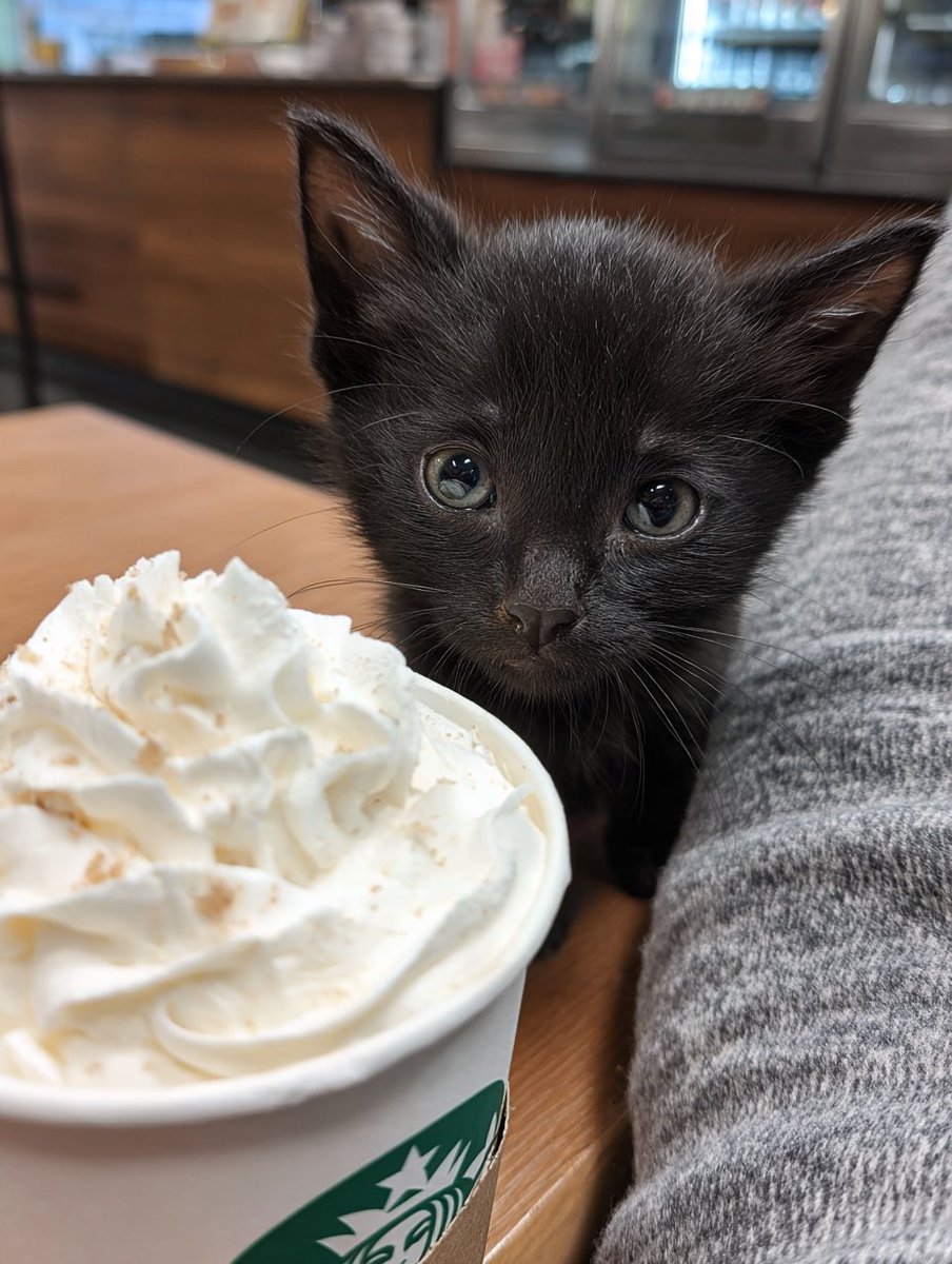 Jinx_loves_cats's tweet image. Starbucks has free pup cups. 🐾