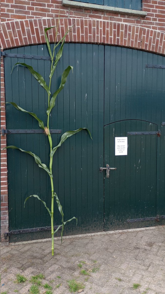 3,5 meter. Als je een maisplant uit het perceel haalt zie je pas echt wat een machtig gewas het is.