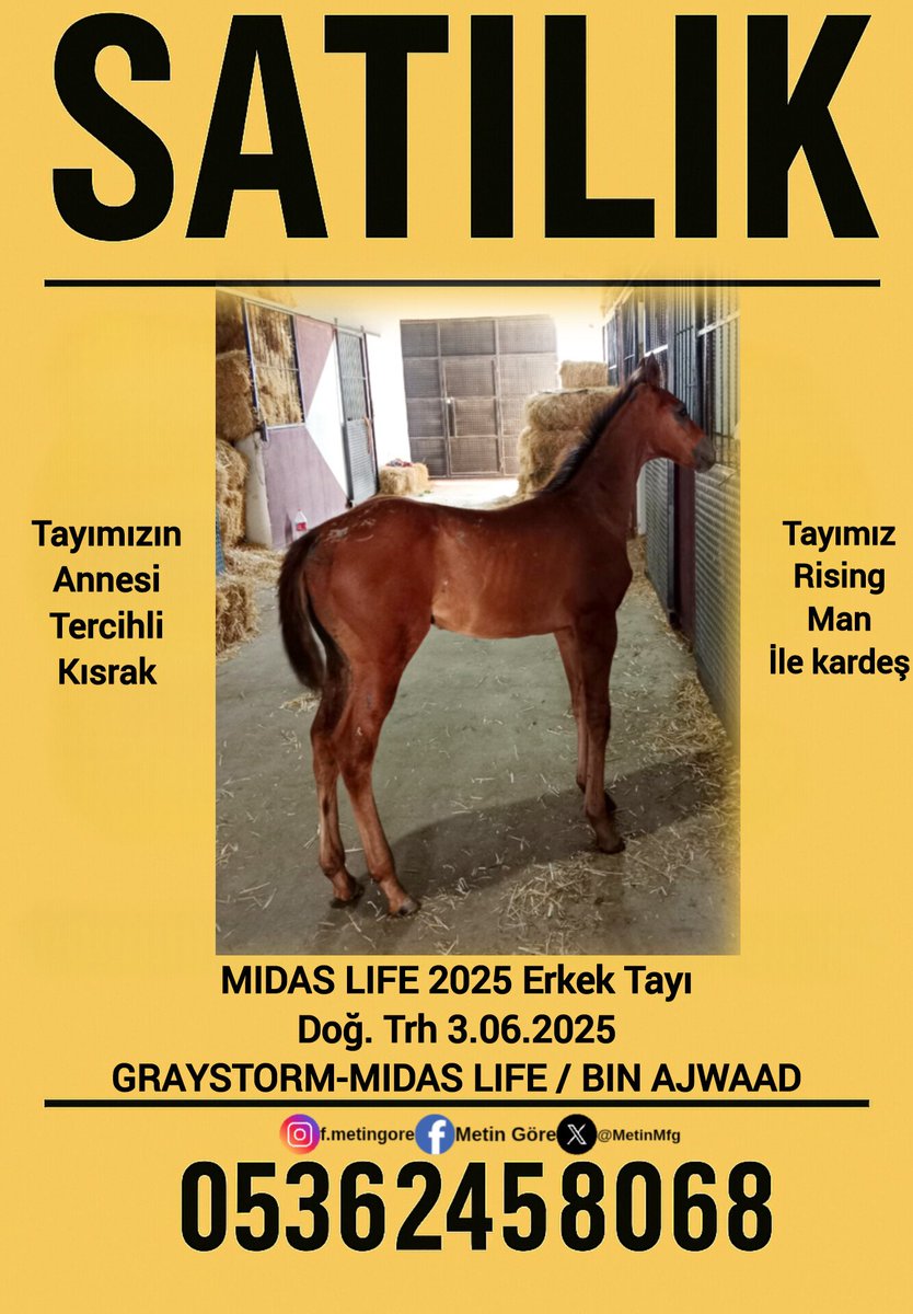 MetinMfg's tweet photo. Annesi #TercihliKısrak #Graystorm Etkek tayı @varmitalip @yildoaziz @canahrasoglu @GuzelocakEkuri @AtcilikKtp https://t.co/8WTvy4dPiN