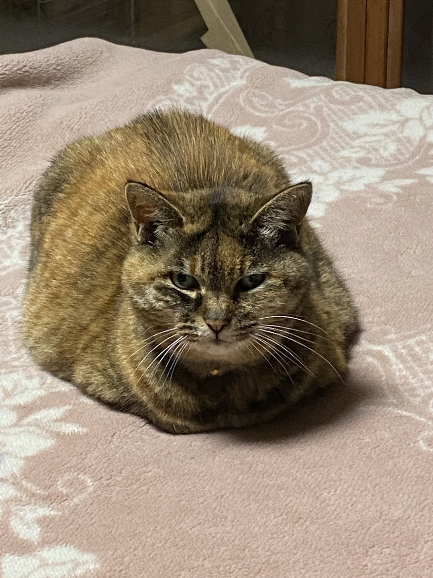 ねこ先輩 on X: 