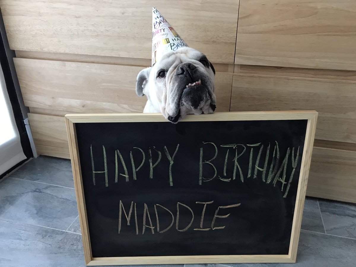 Lil_Fen's tweet image. Happy 5th Birthday Maddie @AndrewWeintraub 
🥳🥳🥳🥳🎂🎂🎂🎂🎁🎁🎁🎁❤️