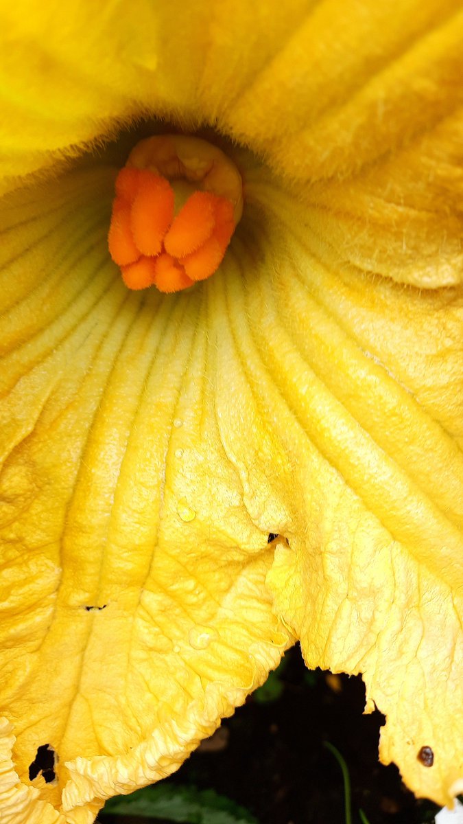 Всё сырое и грязное, но хочу показывать вам, как будет расти мускатная тыква (первый раз такую посадила, самой интересно). Первое фото - вчера, а сегодня такой вот цветок! Вот бы солнышка ещё...
Завязей очень много, надо бы, наверное, частично убрать, но боюсь убрать лишку)