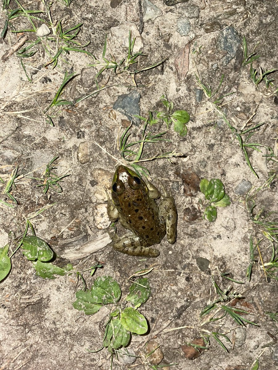 Ribber24's tweet image. This lil creep almost said ribber he was so close