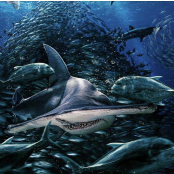 TVTango's tweet image. 🌟FINALE SHARK WEEK 2025... Watch tonight #SharkWeek @Discovery @SharkWeek🦈8pm: “Attack of the Devil Shark;” 9pm: “Battle for Shark Mountain” About bit.ly/44Y17H1