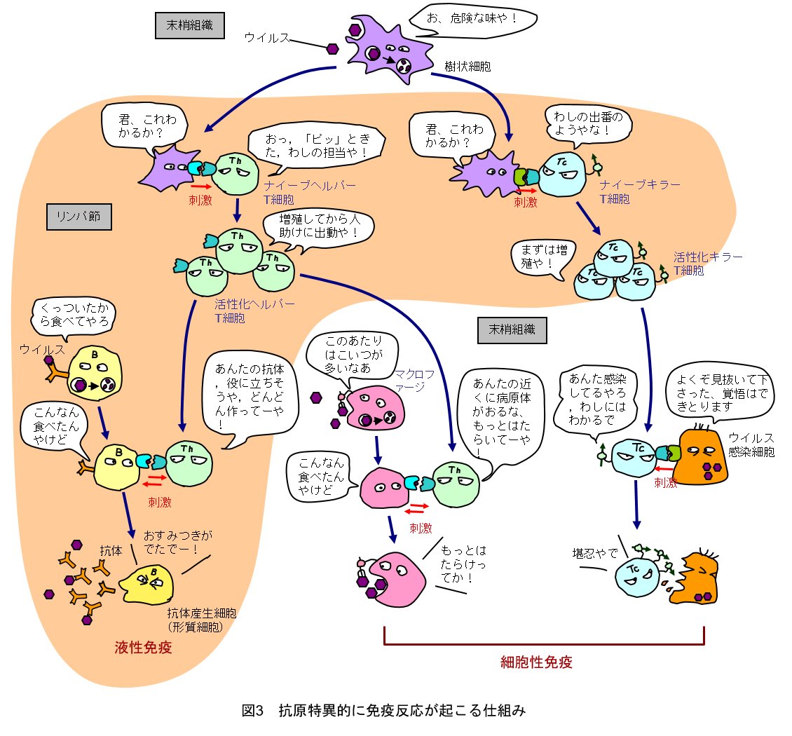 scitechjp's tweet image. いつも頭が混乱させられる免疫の働き方の全貌が1枚の漫画にまとめられていて、見返すたびに凄いと思うのがコレ。covid19-taskforce.jp/opened/immune-… 河本 宏『もっとよくわかる!免疫学』 (羊土社 2011年) も持っているけど、もし改訂版が出たら絶対買う。