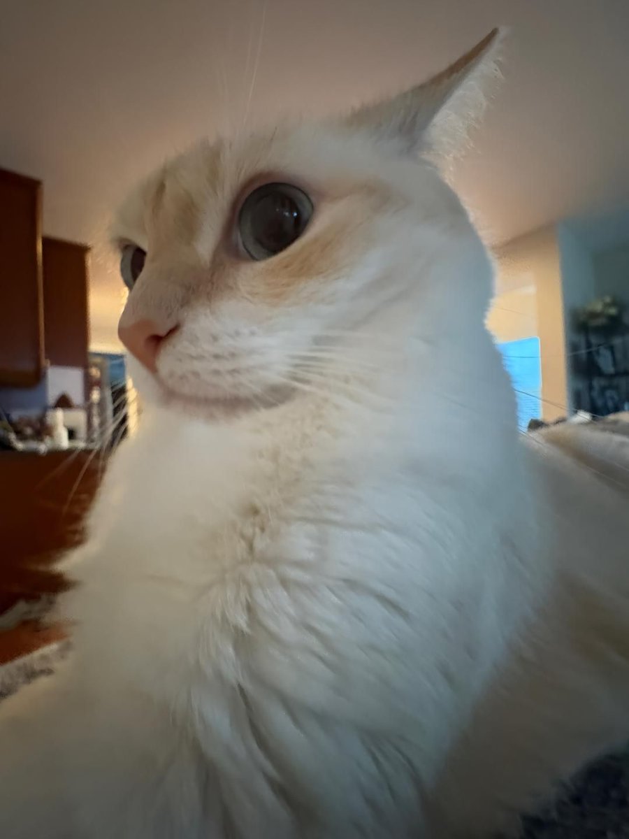 ShouldHaveCat's tweet image. god of universe