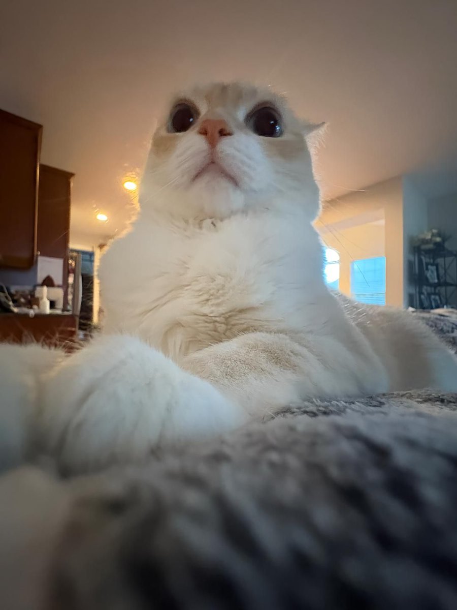 ShouldHaveCat's tweet image. god of universe