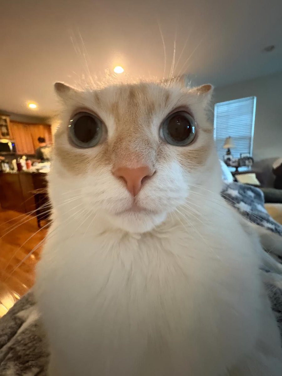 ShouldHaveCat's tweet image. god of universe