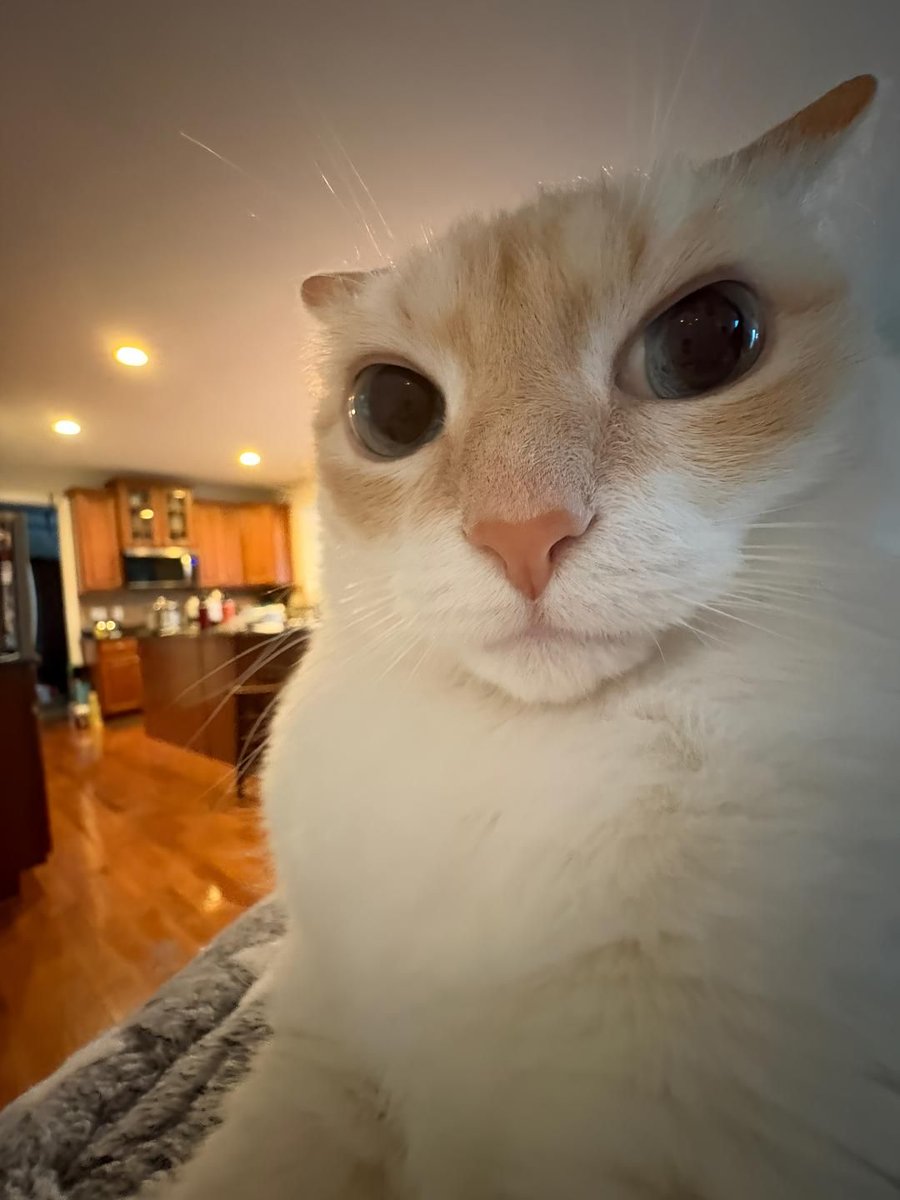 ShouldHaveCat's tweet image. god of universe
