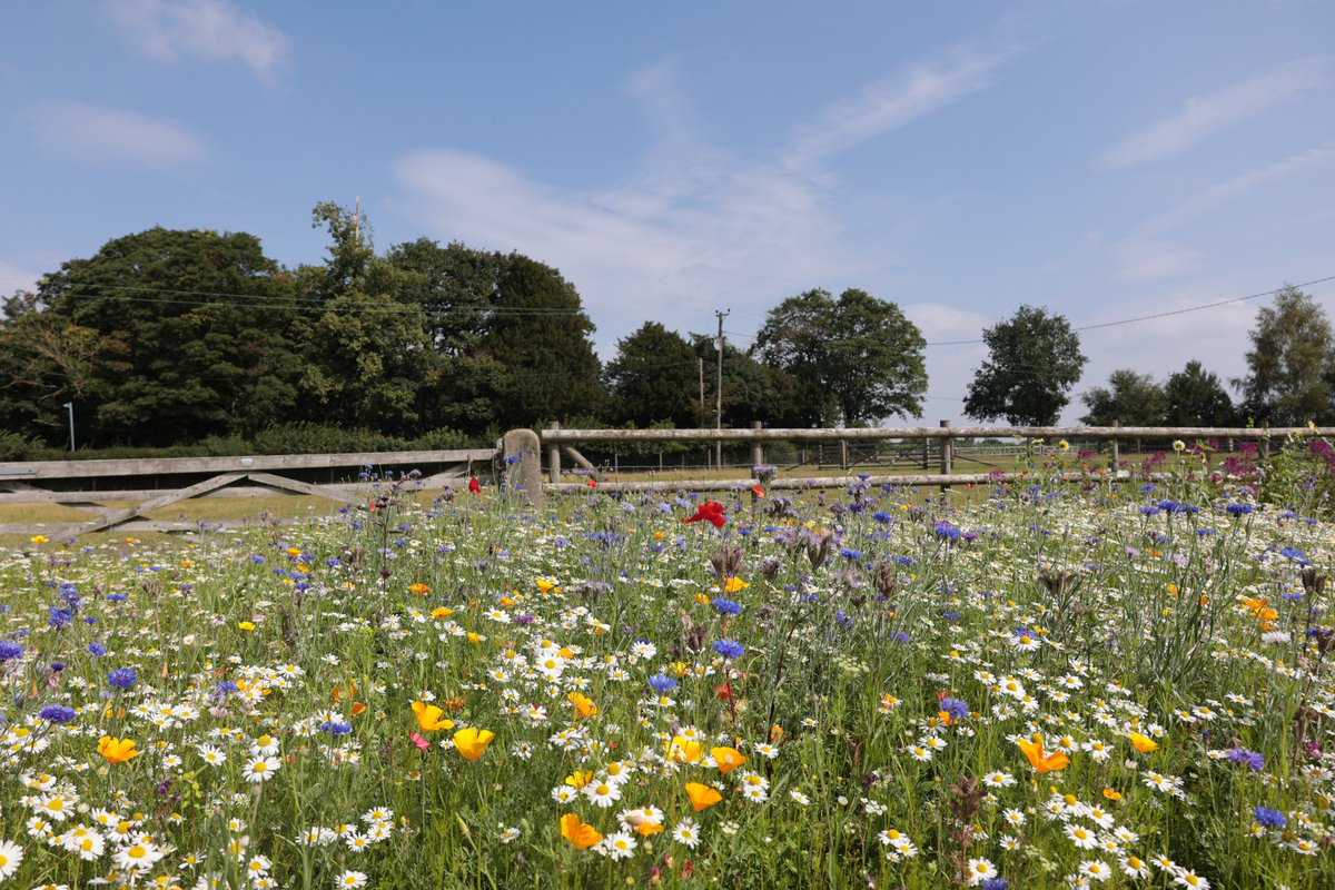 ChesGdnsTrust's tweet image. Norley Bank Farm, Frodsham, WA6 8PJ is open tomorrow, 27th July for NGS charity. Beautiful herbaceous borders, a wildflower meadow and delightful wildlife ponds await. Plus a new border from scratch in 8 weeks!
#cheshiregardens
#cheshiregardenstrust