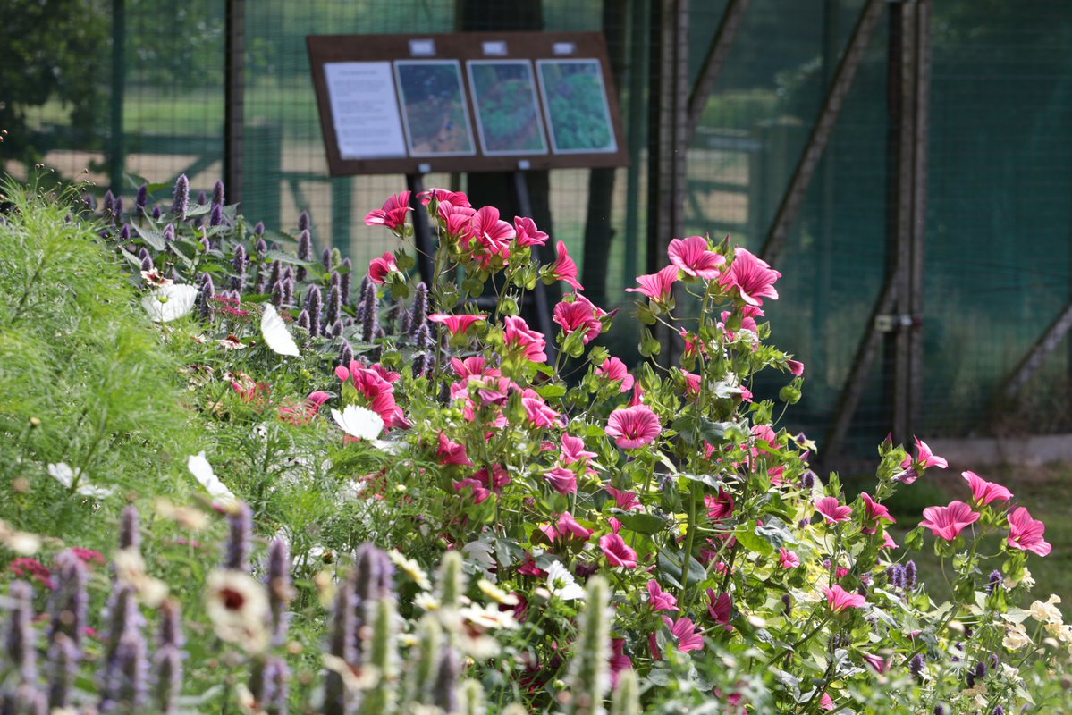 ChesGdnsTrust's tweet image. Norley Bank Farm, Frodsham, WA6 8PJ is open tomorrow, 27th July for NGS charity. Beautiful herbaceous borders, a wildflower meadow and delightful wildlife ponds await. Plus a new border from scratch in 8 weeks!
#cheshiregardens
#cheshiregardenstrust