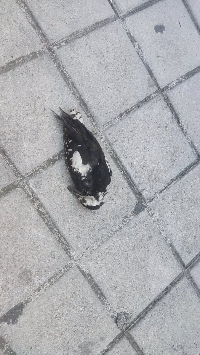 Leguineche's tweet image. Pico picapinos fallecido en calle Bustamante. ¿Se habrá golpeado con algún ventanal?