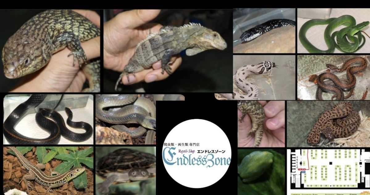 exoticreptilexp's tweet image. ☆7/27(日)に開催されるEXPO東京浅草がいよいよ明日開催されます!!!
エンドレスゾーンさんを紹介致します♪
爬虫類・両生類・奇蟲を扱う専門店をしています。
種類・数多くの個体をセレクトして連れて行... 詳しくは 2su.jp/0UV4