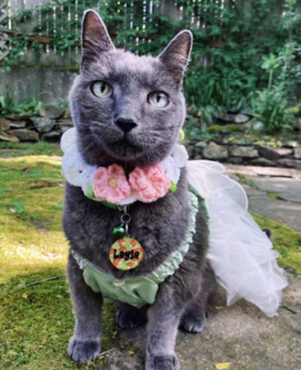 RightGlockMom's tweet image. Not sure how to break this to her, but dressing her cat in costume is the origin of that cat's "terror".