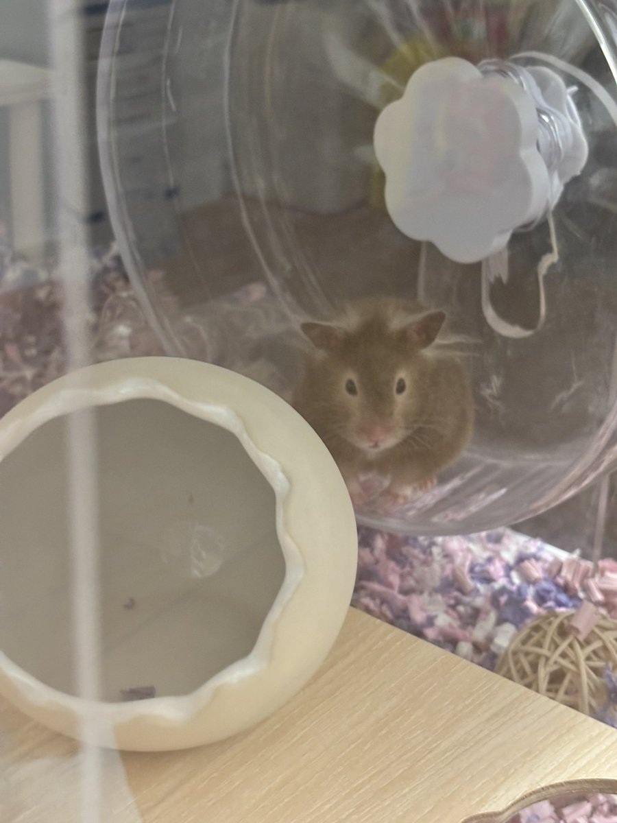 mochu0323's tweet image. にひきのお出迎えのちがい🐹