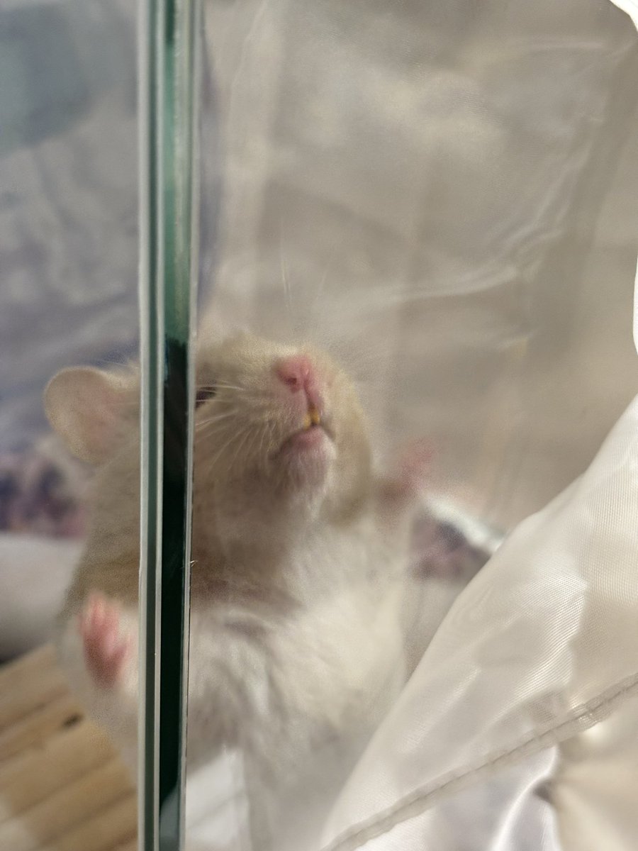mochu0323's tweet image. にひきのお出迎えのちがい🐹