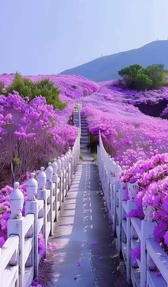 💕🌸🌿Good afternoon friends🌿🌸💕