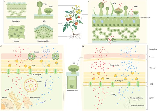 Horticulture Research (@hortres) on Twitter photo Review explores horticultural plants' volatile release, transport, factors & future research. #VolatileCompounds <a href="/OxfordJournals/">Oxford Journals</a>
Details: doi.org/10.1093/hr/uha… Review explores horticultural plants' volatile release, transport, factors & future research. #VolatileCompounds <a href="/OxfordJournals/">Oxford Journals</a>
Details: doi.org/10.1093/hr/uha…