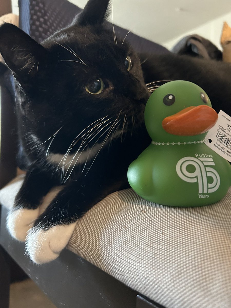 A Florida rescue cat meets a 95 @publix rubber duck