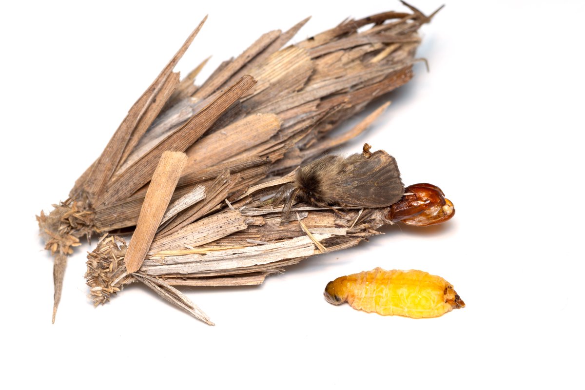 Psychidae_sp's tweet image. シバミノガ
Nipponopsyche fuscescens Yazaki, 1926
戦前に日本人が記載したミノガ。ケースの見た目はいわゆる“蓑”そのもので特徴的である。
ケースは写真奥の大きいのがメス。手前の小さいのがオス。黄色い芋虫のようなのが翅のないメス成虫で、オスはケースの上に静止している。