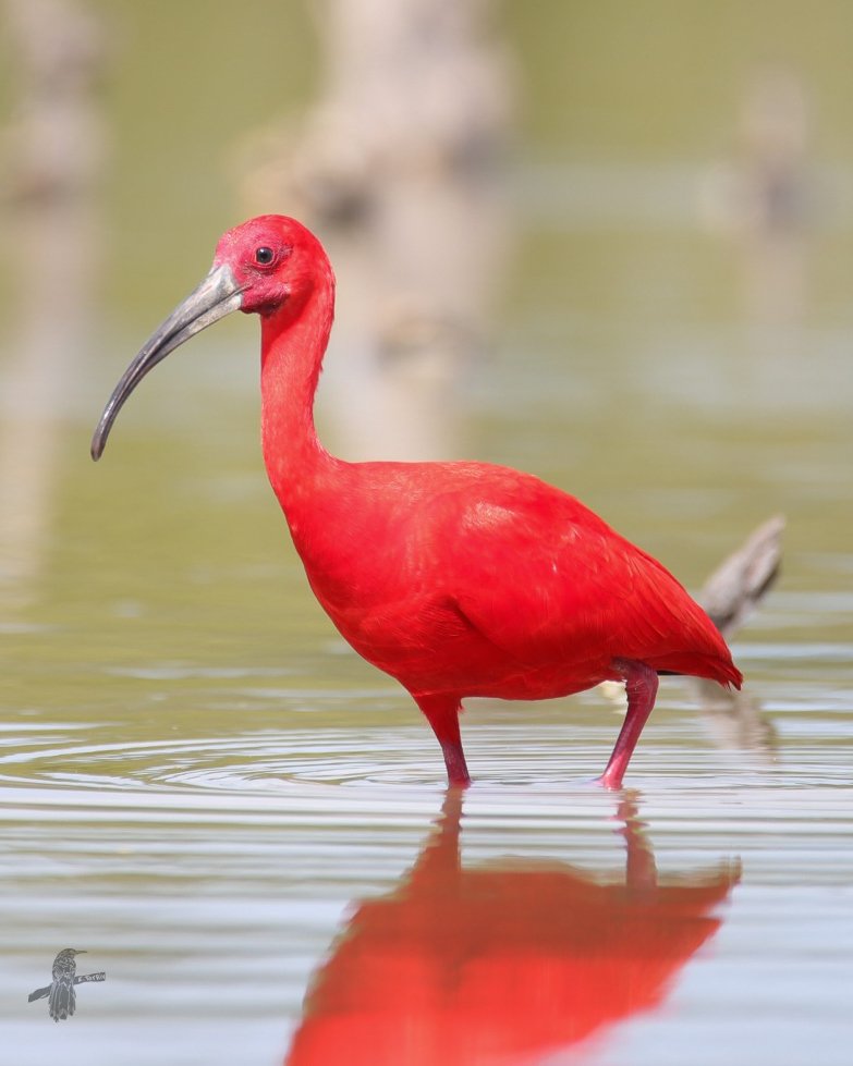 Ibis Escarlata
Scarlet Ibis
Eudocimus ruber

📍 Ceiba, Puerto Rico 🇵🇷

#BirdsSeenIn2025 #PuertoRico #birding #birdwatching #birdphotography #eBird