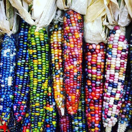 MFuturewala's tweet image. Will be getting these straight from Nagaland in a week’s time