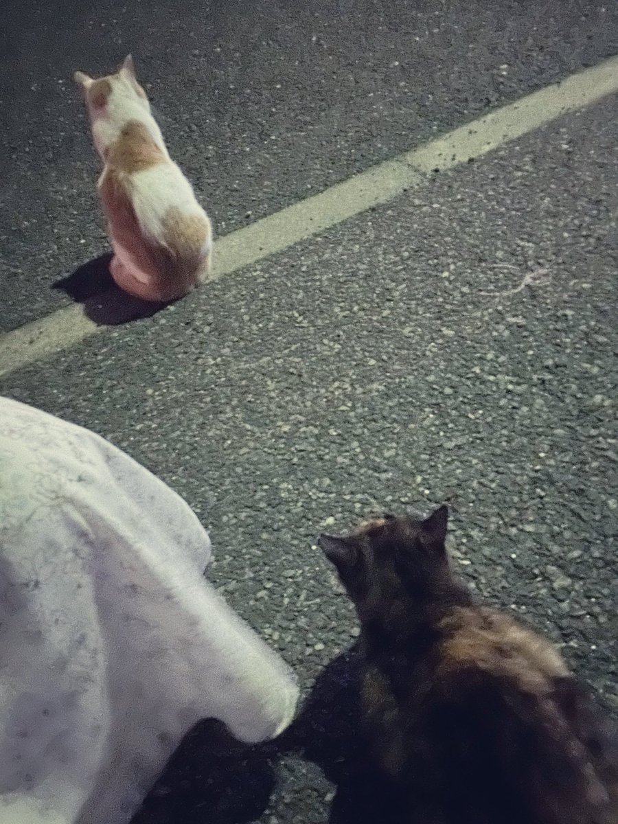 _XwX_v's tweet image. 釣りしてたら寄ってきて連れて帰りたいくらい可愛かった🐱🐱
ぬこたんごめんよ😭(謎の謝罪)
#日常垢 #日常垢さんと繋がりたい #猫好きさんと繋がりたい