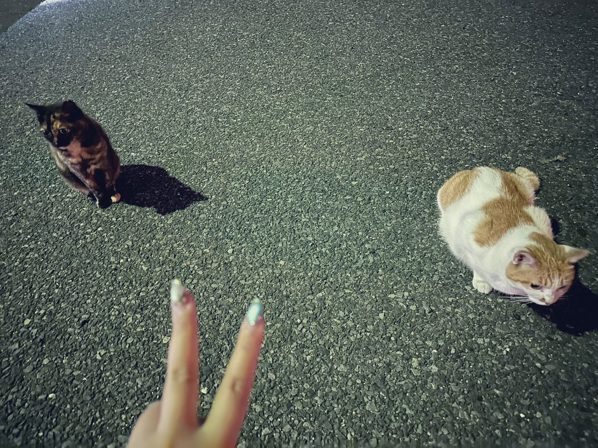 _XwX_v's tweet image. 釣りしてたら寄ってきて連れて帰りたいくらい可愛かった🐱🐱
ぬこたんごめんよ😭(謎の謝罪)
#日常垢 #日常垢さんと繋がりたい #猫好きさんと繋がりたい